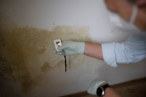 Certified Mold Removal in Pierce, CO